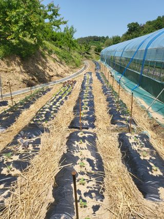 행운농부님의 고구마 · 영농일지 작성글 사진