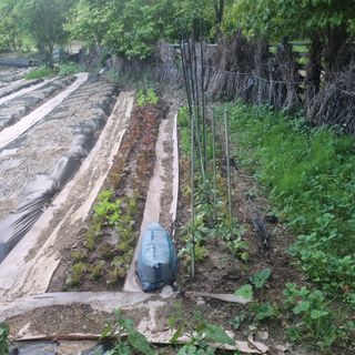 루이스장님의 팜이웃과 출근/퇴근 같이해요! · 참여글 작성글 사진