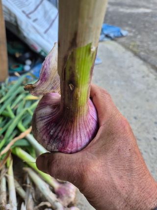 윤태경님의 마늘 · 영농일지 작성글 사진