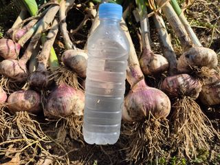 윤태경님의 마늘 · 영농일지 작성글 사진