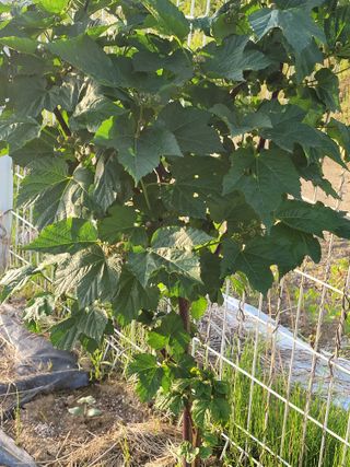 원탑님의 팜이웃과 출근/퇴근 같이해요! · 참여글 작성글 사진