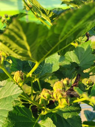 원탑님의 팜이웃과 출근/퇴근 같이해요! · 참여글 작성글 사진