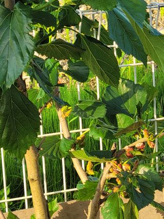 원탑님의 팜이웃과 출근/퇴근 같이해요! · 참여글 작성글 사진