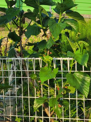 원탑님의 팜이웃과 출근/퇴근 같이해요! · 참여글 작성글 사진