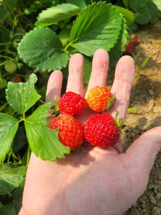 원탑님의 팜이웃과 출근/퇴근 같이해요! · 참여글 작성글 사진