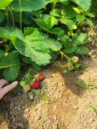 원탑님의 팜이웃과 출근/퇴근 같이해요! · 참여글 작성글 사진