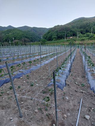 최종일님의 고추 · 영농일지 작성글 사진