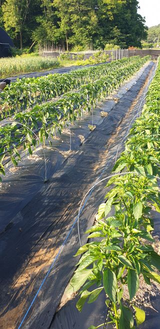 오류농원님의 고추 · 지주설치•유인•성장 작성글 사진