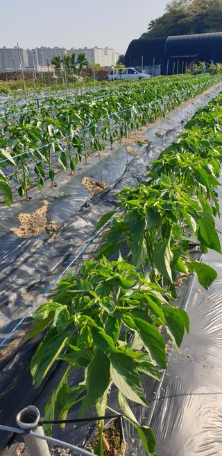 오류농원님의 고추 · 지주설치•유인•성장 작성글 사진