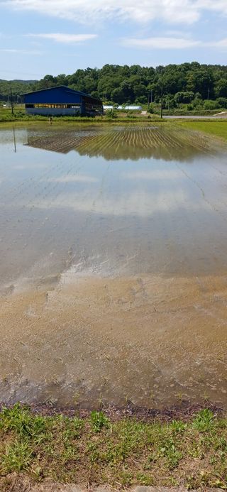 김종일님의 벼 · 병해충상담 작성글 사진