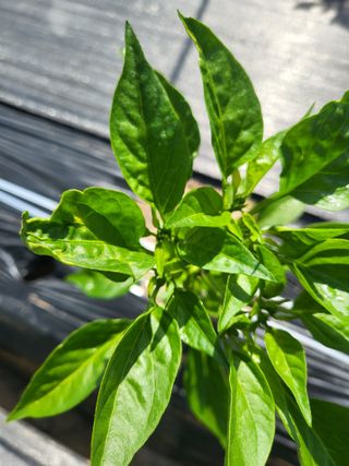 토마토14899님의 고추 · 병해충상담 작성글 사진