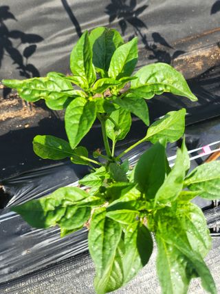 토마토14899님의 고추 · 병해충상담 작성글 사진