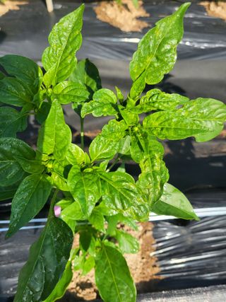 토마토14899님의 고추 · 병해충상담 작성글 사진