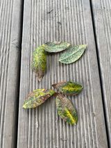 팜모닝 블루베리·병해충상담 게시글 이미지