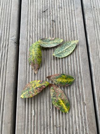 님의 블루베리 · 병해충상담 작성글 사진