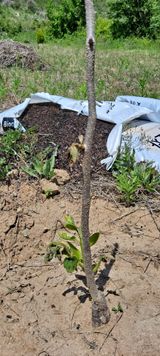 팜모닝 감·병해충상담 게시글 이미지