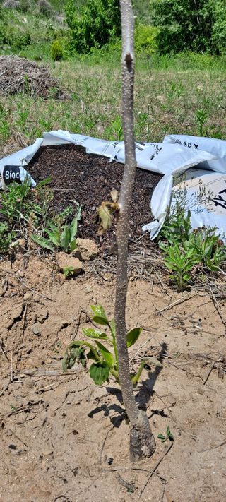 조엘라님의 감 · 병해충상담 작성글 사진