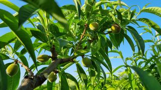 김영도님의 복숭아 · 영농일지 작성글 사진