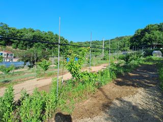 김태훈님의 기타작물 · 영농일지 작성글 사진