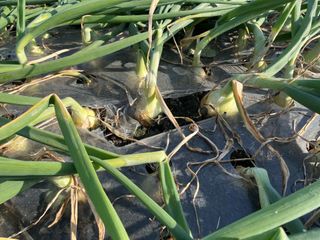 최성진님의 양파 · 병해충상담 작성글 사진