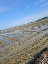 팜모닝 벼·영농일지 게시글 이미지