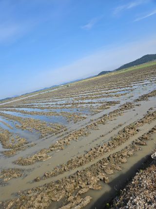 땅끝해남님의 벼 · 영농일지 작성글 사진
