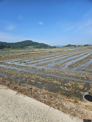 땅끝해남님의 벼 · 영농일지 작성글 사진