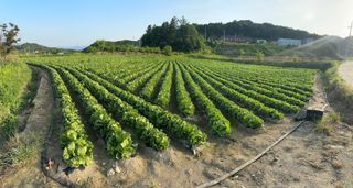 호저*윤정님의 기타작물 · 영농일지 작성글 사진