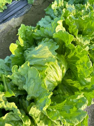 호저*윤정님의 기타작물 · 영농일지 작성글 사진