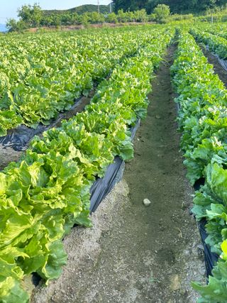 호저*윤정님의 기타작물 · 영농일지 작성글 사진