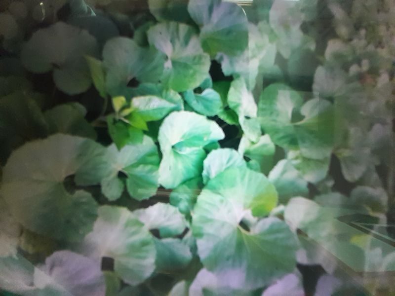 장터 상품 [머위대 1킬로] 썸네일