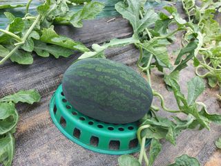 박린님의 자유주제 · 자유게시판 작성글 사진