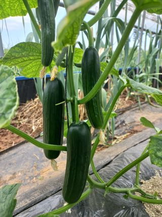 박린님의 자유주제 · 자유게시판 작성글 사진