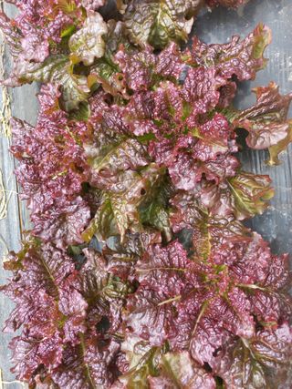 박린님의 자유주제 · 자유게시판 작성글 사진