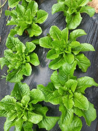 박린님의 자유주제 · 자유게시판 작성글 사진