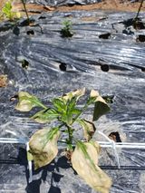 팜모닝 고추·병해충상담 게시글 이미지