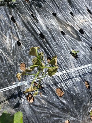 쉼과수원님의 고추 · 병해충상담 작성글 사진