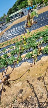 팜모닝 사과·병해충상담 게시글 이미지