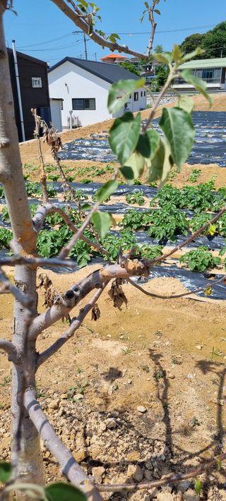 강화초보농부님의 사과 · 병해충상담 작성글 사진