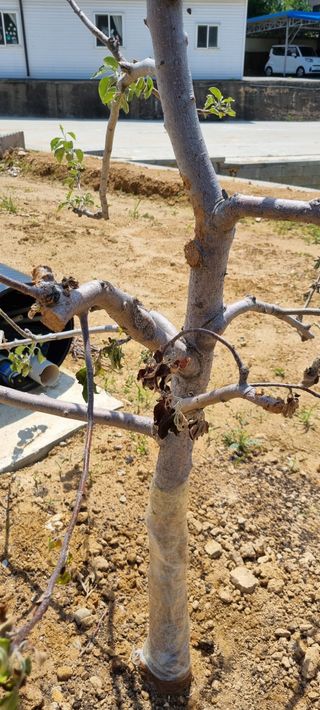 강화초보농부님의 사과 · 병해충상담 작성글 사진