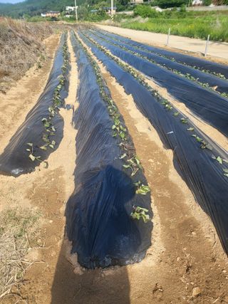 이동기님의 고구마 · 영농일지 작성글 사진