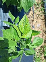 팜모닝 농사, 무엇이든 물어보세요!·참여글 게시글 이미지