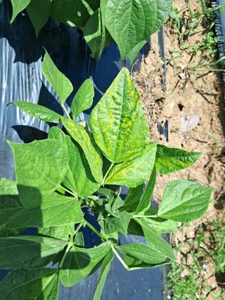 두견새님의 농사, 무엇이든 물어보세요! · 참여글 작성글 사진