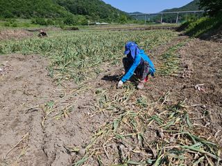 이기마늘님의 자유주제 · 자유게시판 작성글 사진