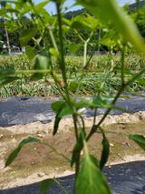 팜모닝 고추·병해충상담 게시글 이미지