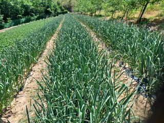 박흥구님의 마늘 · 영농일지 작성글 사진