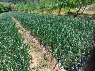 박흥구님의 마늘 · 영농일지 작성글 사진