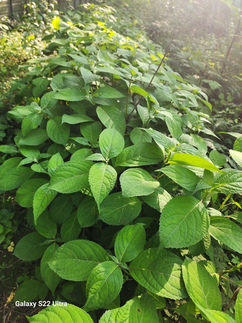 장터 상품 [토종차수국모종] 썸네일