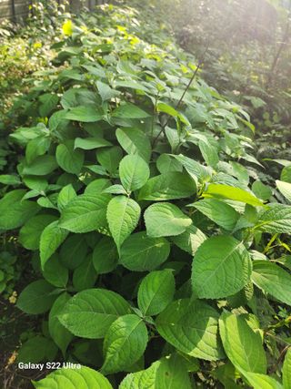 약초원 김종군님의 작성글 사진