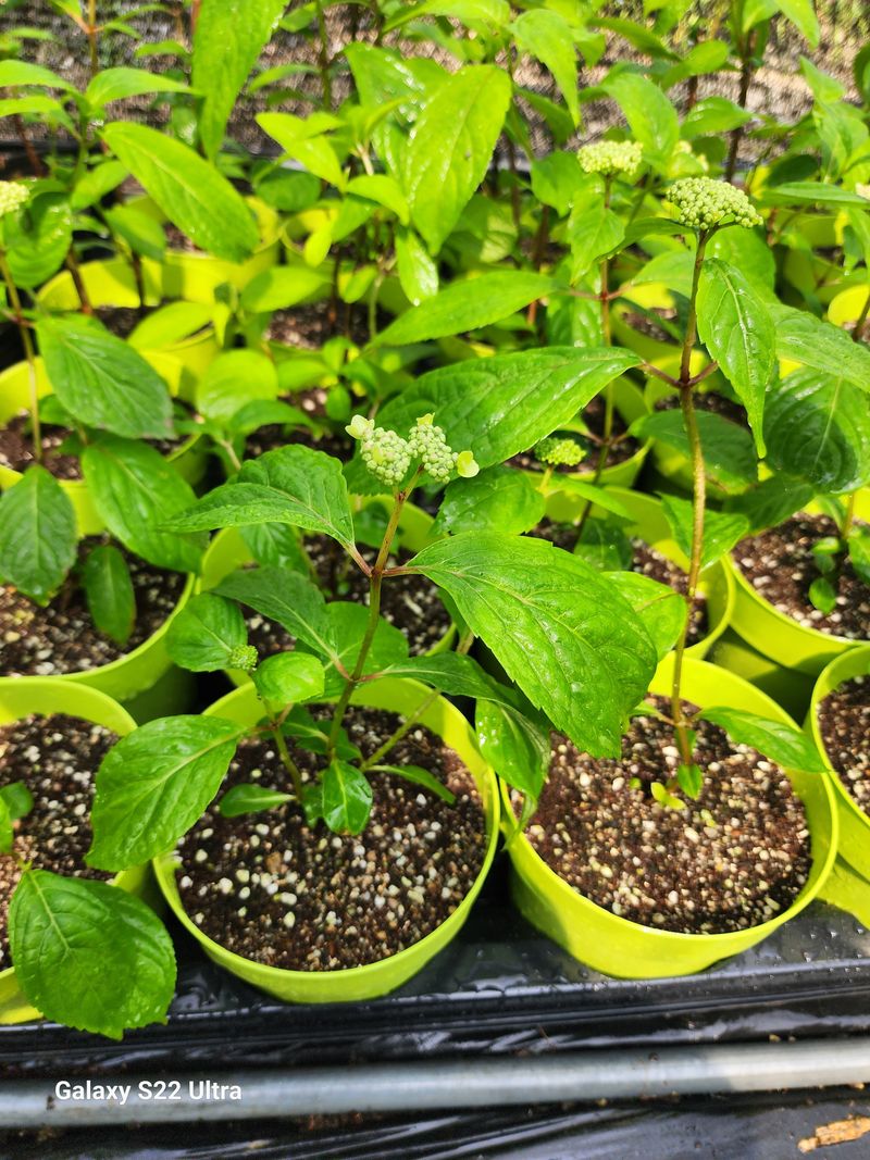 약초원 김종군님의 장터 판매 상품 [토종차수국모종] 첨부 사진